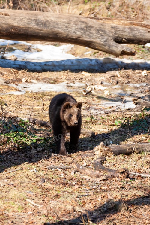 Preview: Brown Bear (Ursus Arctos) In Lake Clark National Park, Alaska, Usa