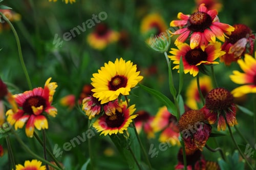 Preview: Gaillardia (Blanket Flower) In Bloom