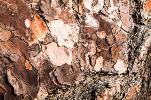 Preview: Old Tree With The Bark Of The Tree Partly Peeled. Texture And Background From Nature
