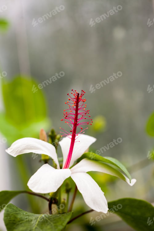 Preview: Beautiful Hibiscus Flower With Details