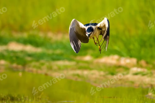 Preview: Heron. Black Crowned Night Heron. Nycticorax Nycticorax