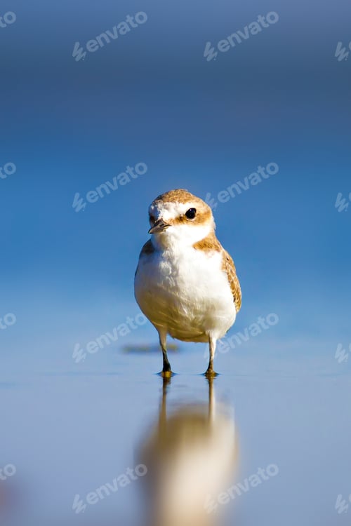 Preview: Cute Bird Plover. Blue Nature Background. Kentish Plover Charadrius Alexandrinus.