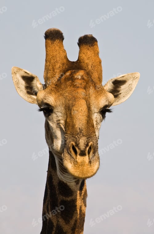 Preview: Giraffe (Giraffa Camelopardalis) In Kruger National Park, South Africa