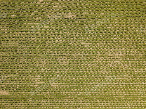 Preview: Aerial View Of Christmas Tree Farm On Field. Trees Growing In Rows.