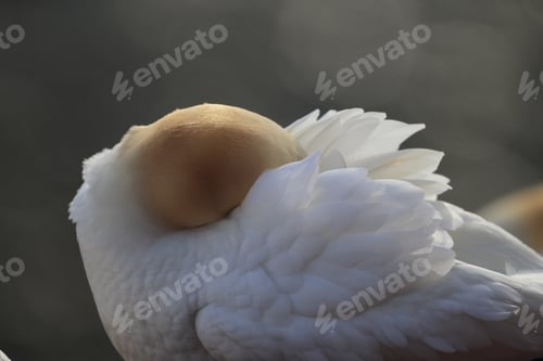 Preview: Northern Gannet (Morus Bassanus) Helgoland Germany