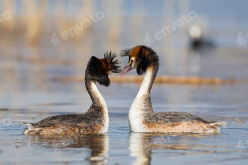 Preview: Couple Birds. Blue Water Background. Bird: Great Crested Grebe. Podiceps Cristatus.