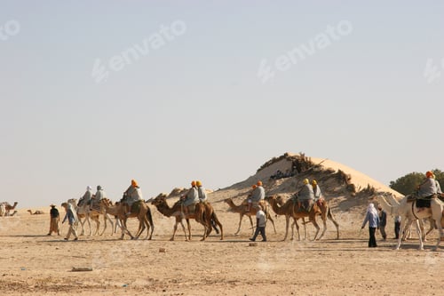 Preview: Dromedary Used As Beast Of Burden To Transport Tourist Through The Desert Sand Dunes