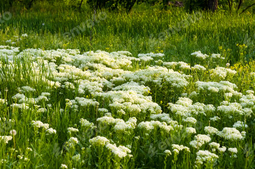 Preview: Spring Blooming Field - Bright Green Plants, Grass And Wildflowers With Young Foliage On A Bright