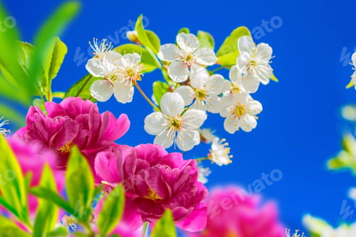 Preview: Blossoming Branch Apple. Bright Colorful Spring Flowers. Beautiful Nature Scene. Greeting Card.