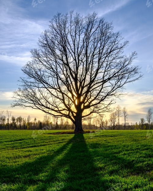 Preview: Large Old Tree Trunk In The Forest In Natural Environment