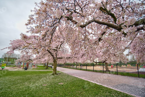 Preview: Pink Blossom Trees, Nottingham, Uk