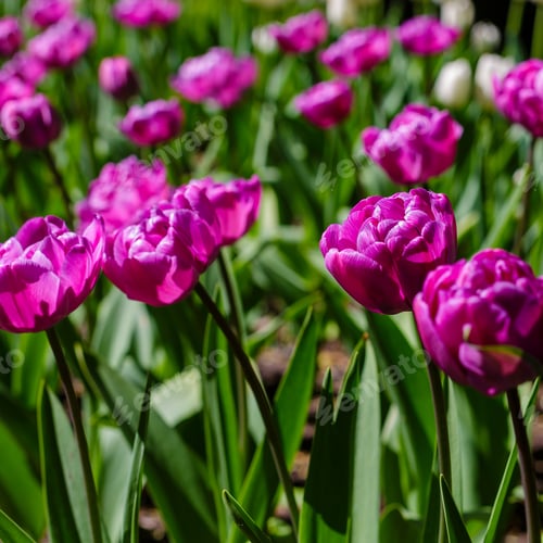 Preview: Spring Blooming Tulip Flowrs Blossom Scene. Tulips In Spring Blooming Garden. Tulip Festival In