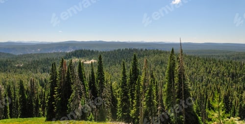 Preview: Pine Trees Growing Along The Edge Of The Caldera. Yellowstone National Park, Wyoming, Usa, On A
