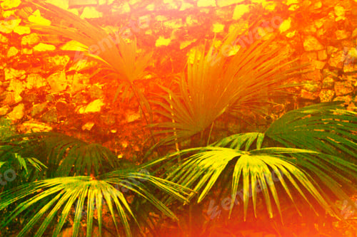 Preview: Blurred. Exotic Palm Flower. Bright And Colorful Leaves