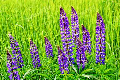 Preview: Summer Landscape With Beautiful Bright Lupine Flowers