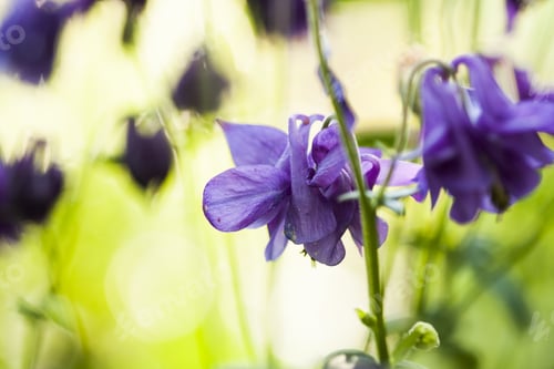 Preview: Columbine Flower (Aquilegia) With Natural Background