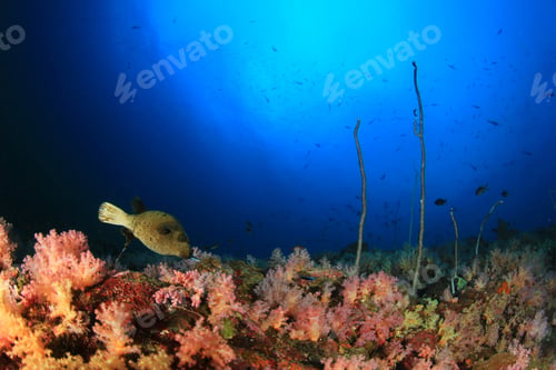 Preview: Blackspotted Puffer Fish And Coral Reef