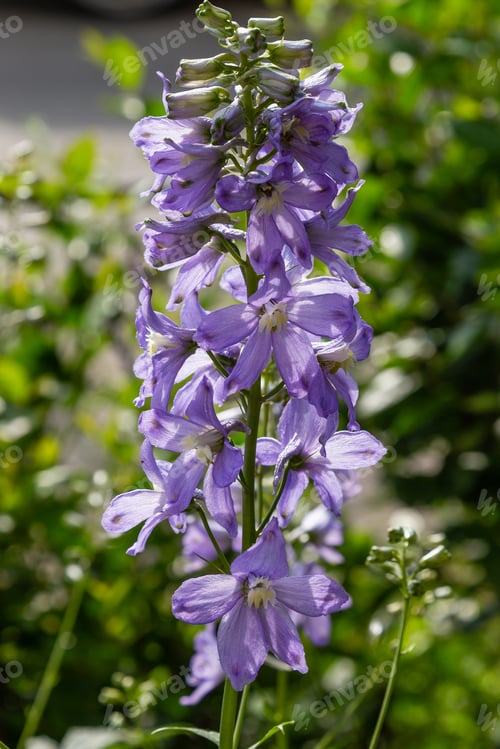 Preview: Beautiful Delphiniums Blooming In The Garden.