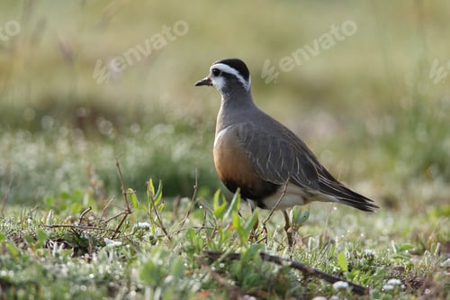 Preview: Eurasian Dotterel (Charadrius Morinellus) Helgoland, Germany