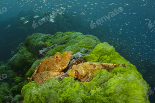 Preview: Scorpionfish