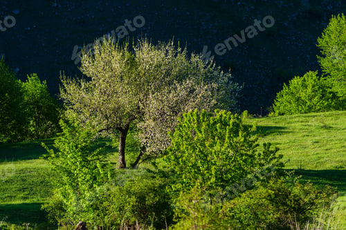 Preview: Beautiful Nature Landscape With Blossomed Apple Tree