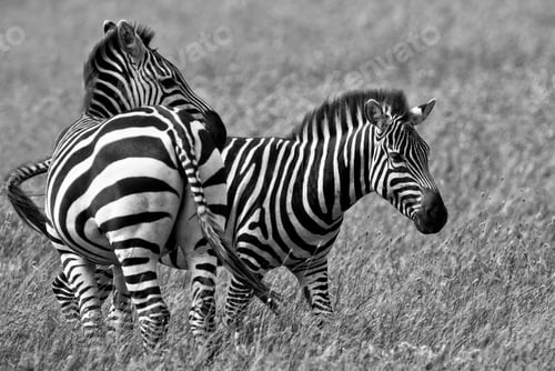 Preview: Vintage Style Black And White Image Of Zebras In The Serengeti National Park, Tanzania