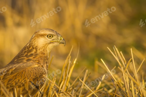 Preview: Wild Bird Buzzard And Dry Grass Long-Legged Buzzard / Buteo Rufinus