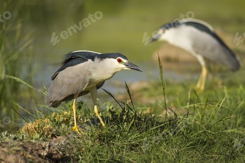 Preview: Night Heron. Green Nature Background. Bird: Black Crowned Night Heron. Nycticorax Nycticorax.