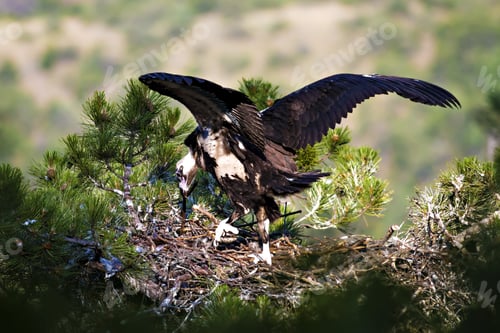 Preview: Vulture Nest. Cinereous Vulture. Flight Training. Pine Tree. Green Forest Background.