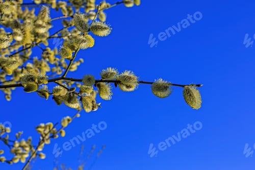 Preview: Blooming Willow Against The Blue Sky