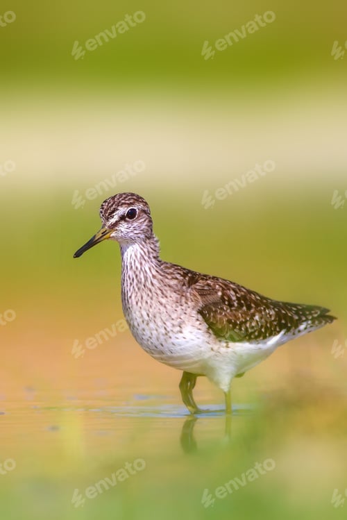 Preview: Common Water Bird. Bird: Wood Sandpiper. Tringa Glareola. Colorful Nature Background.