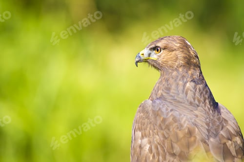 Preview: Hawk Portrait. Green Nature Background Long Legged Buzzard / Buteo Rufinus
