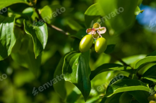 Preview: Large Unripe Green Dogwood Berries On A Branch In Early Spring On A Warm Sunny Day, Bright