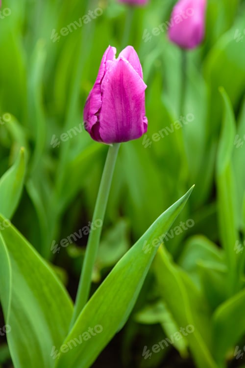 Preview: Purple Flower Of Tulip Sort Blue Beauty. Hybrids Of Tulips - A Beautiful Spring Bulbs. Growing