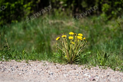 Preview: Dandelion Flowers And Blossoms In Spring Blooming In Natural Environment With Insects