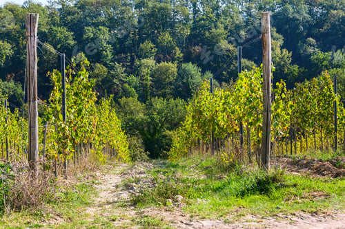 Preview: Tuscan Landscape With Vineyards Rows, Wine Region, Italy, Europe
