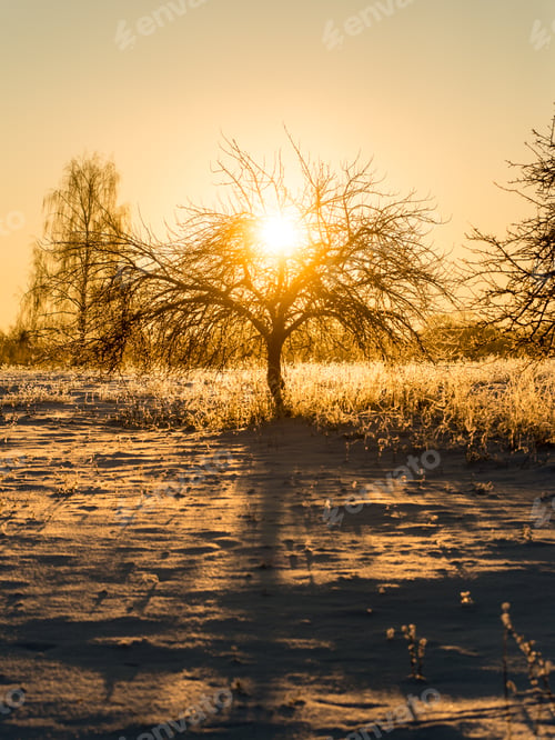 Preview: Branch In Hoar Frost On Cold Morning In Winter Snow In Sunrise