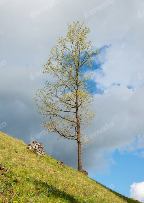 Preview: Beautiful Spring During A Sunny Day Showing Light Green Trees In The Early Spring.
