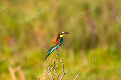 Preview: Colorful Bird. Nature Background. European Bee Eater. Merops Apiaster.