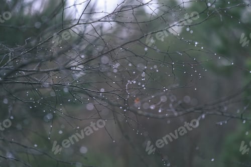 Preview: Naked Birch Tree Branches In Autumn Against Dark Background In Warm Day. Countryside - Vintage Film