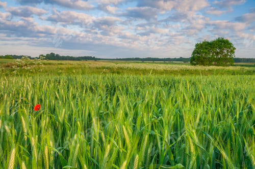 Preview: Barley Field Landscape