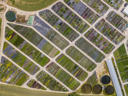 Preview: Aerial View Of Rows Of Cultivated Young Plants In Plant Nursery