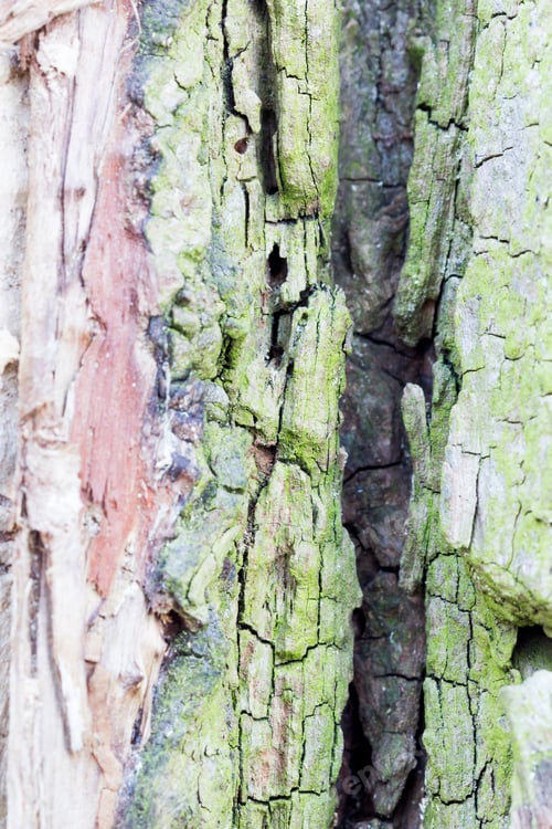 Preview: Remains Of An Old Tree Trunk With Moss On The Bark And Eaten By Wood Worms With Worm Traces