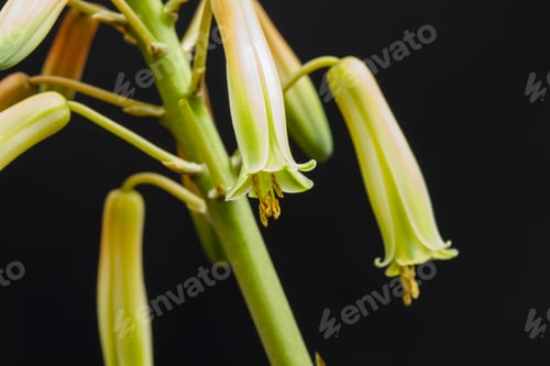 Preview: Aloe Vera Flower With Details And Dark Background