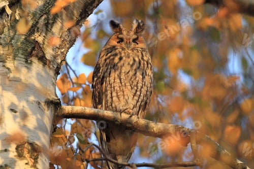 Preview: Long-Eared Owl (Asio Otus) Germany