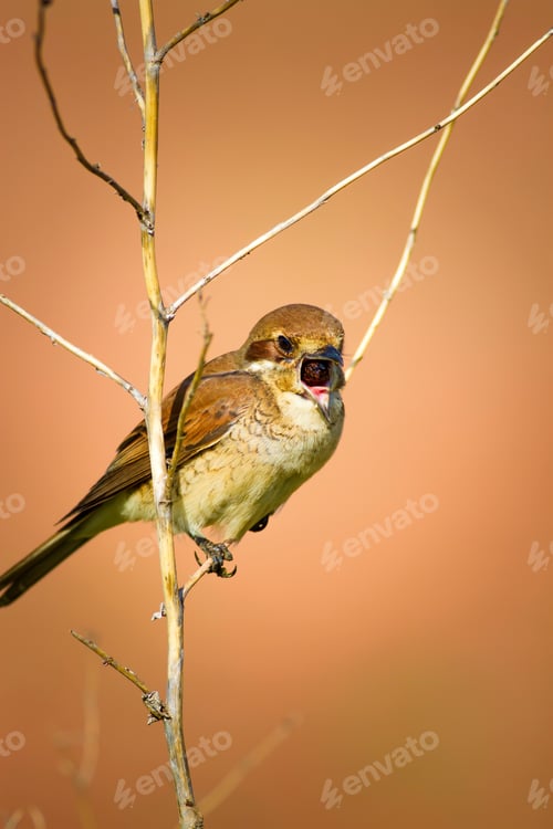 Preview: Bird Casting A Pellet. Bird Behavior. Pellet. Orange Background. Red Backed Shrike Lanius Collurio