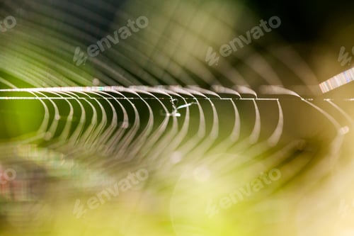 Preview: Abstract Composition With Spider Web Details And Natural Colors