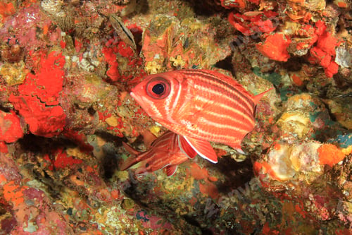 Preview: Underwater Coral Reef And Fish