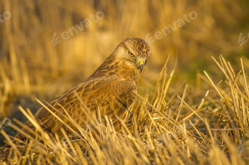 Preview: Wild Bird Buzzard And Dry Grass Long-Legged Buzzard / Buteo Rufinus