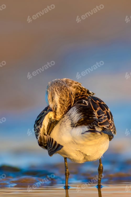 Preview: Cute Little Water Bird. Nature Background. Bird: Little Stint. Calidris Minuta.